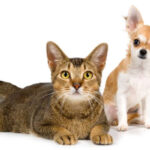 pet
