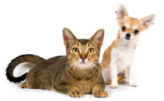 pet