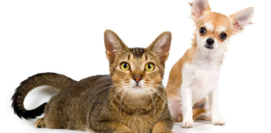 pet