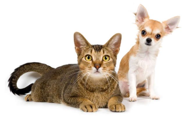 pet
